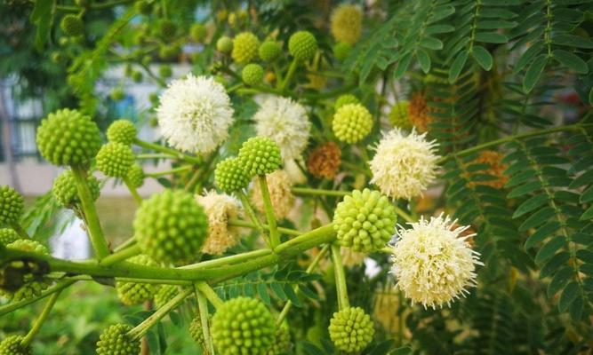 银合欢传说——花开时，诗韵永恒（唯美的银合欢花语与传说）