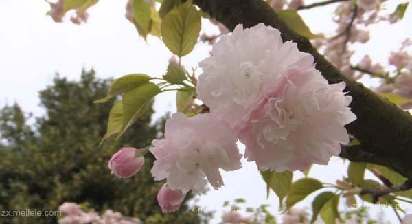 樱花之美与传说（探寻樱花的花语与传说）