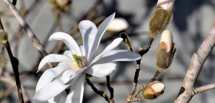 玉兰花的意义与象征（探寻玉兰花背后的深意）