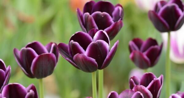 郁金香花语与其象征的主题（揭秘郁金香的花语与象征意义）