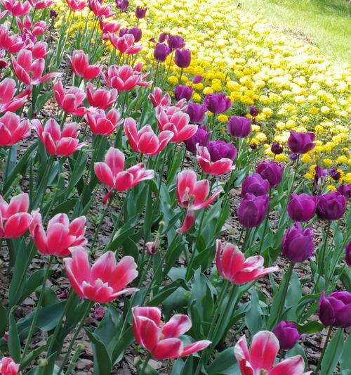 郁金香花语与寓意（探索郁金香的多彩花海与情感意义）