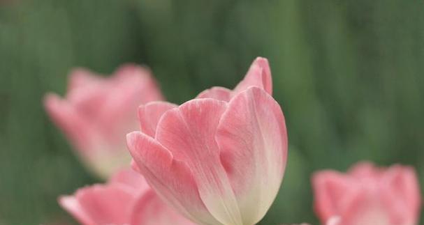 郁金香花语（探究郁金香的花语及其背后的意义）