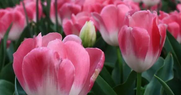 郁金香花语与其代表意义（郁金香花语的多样化及其情感内涵）