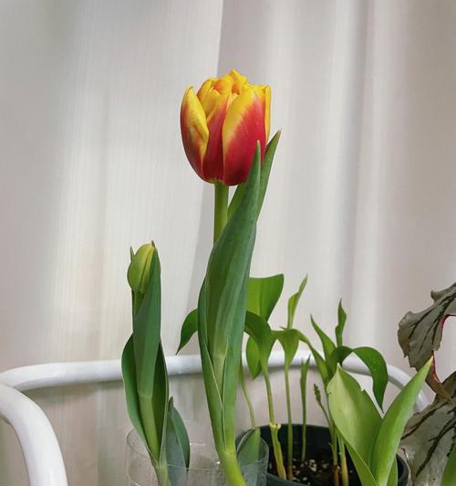 郁金香的花期与养护（探索郁金香花期与花语）
