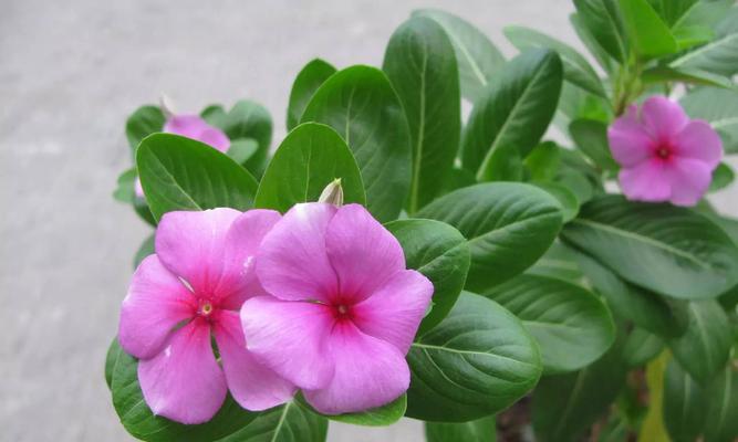 长春花（盛开的希望）