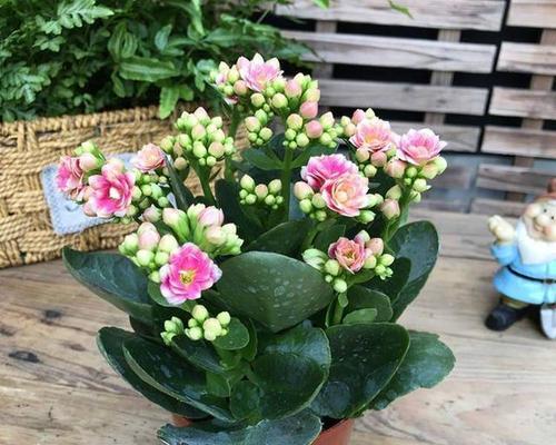 长寿花的寓意与象征风水（传承百年的长寿之花——长寿花的文化内涵与风水意义）