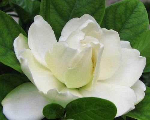 栀子花的寓意与象征意义（揭示栀子花的文化内涵与象征意义）