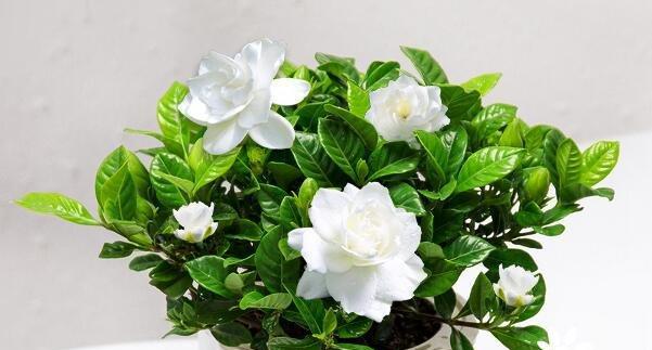 栀子花花语的意义与传承（栀子花之美与感动——解读栀子花的花语）
