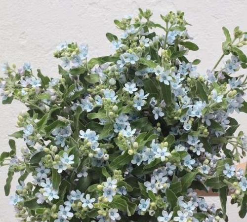 蓝星花的花语与寓意（神秘高贵）