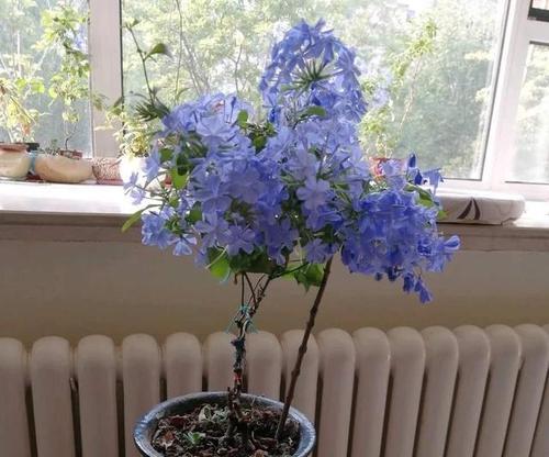 蓝雪花插枝繁殖方法详解（从准备工作到注意事项）