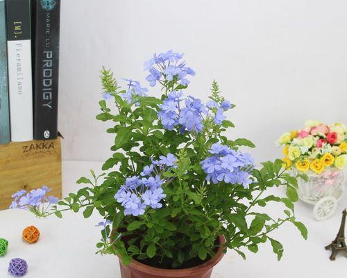 如何成功繁殖蓝雪花（繁殖方法和注意事项）