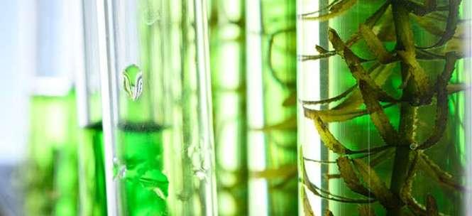 蓝藻（探究蓝藻的生物学特征与生态环境）
