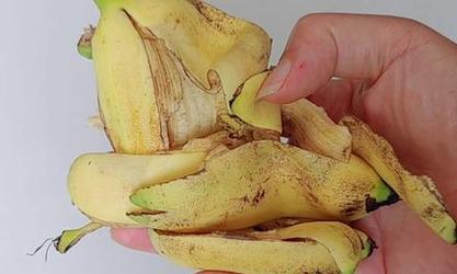 烂香蕉（探讨烂香蕉的肥料价值与使用方法）
