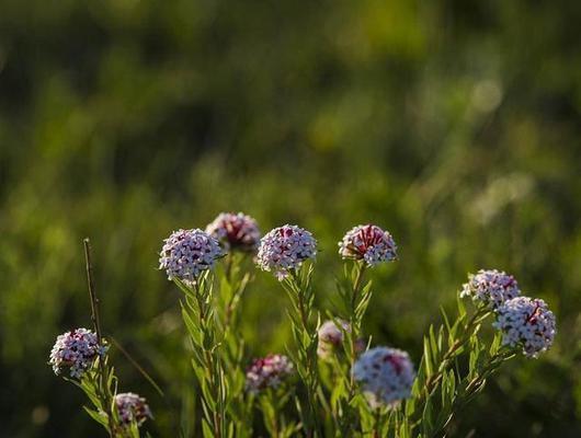 狼毒花花香有毒，警惕美丽陷阱（毒性超乎想象）