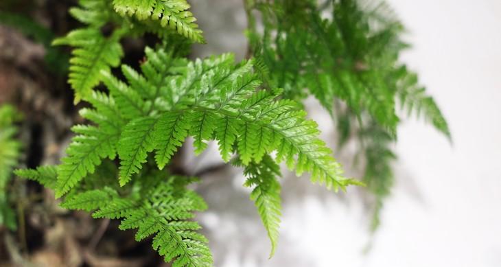 狼蕨的种子植物身份（解析狼蕨属植物中的神秘身份）