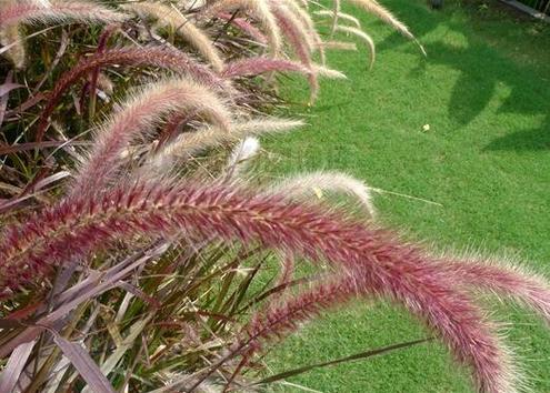 狼尾草——一种优秀的草地固沙植物