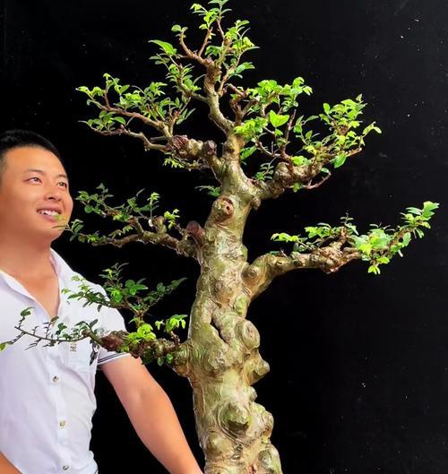 榔榆盆景修剪的最佳时间（掌握盆景修剪窍门）
