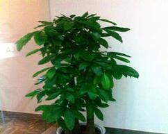 老板办公室的理想植物摆放方案（如何选择适合老板办公室的植物）