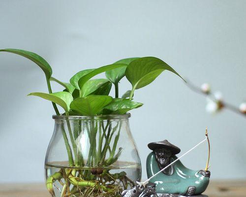老盆土不浪费，再种花也行（老盆土在废物利用中的应用和花卉种植技巧）