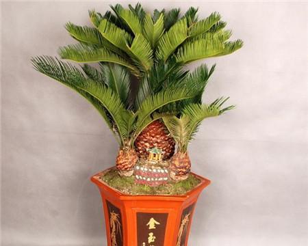 老人房间适合放什么植物？——为老年人打造舒适健康的居住环境