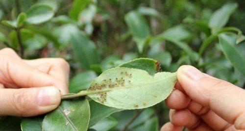 老油茶树不结果的原因及解决方法（探究老油茶树不结果的主要问题以及如何解决）