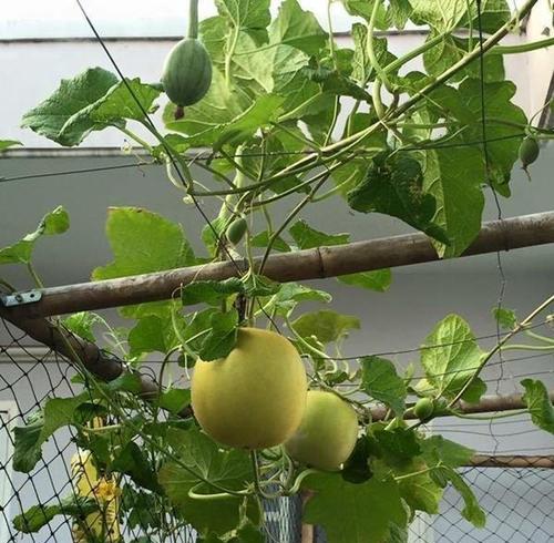 梨瓜种植指南（掌握正确时间与方法）