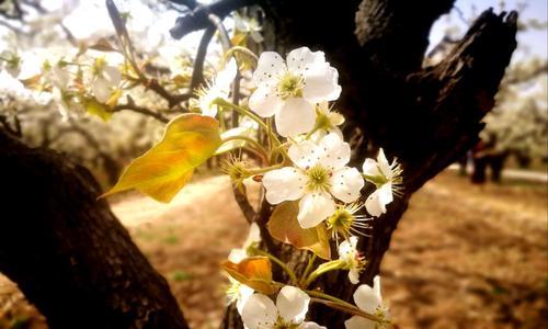 梨花盛开，春天来临（探寻梨花开放的时节及背后的文化内涵）