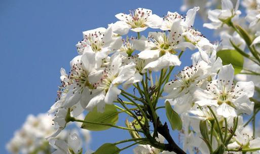 梨花开花季节详解（春天的花海）