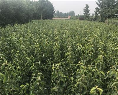 选择最佳梨树苗品种（挑选梨树苗的五个关键因素）