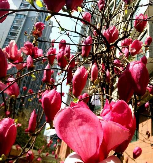 粉色玉兰花之美（探寻粉色玉兰花的花语和意义）