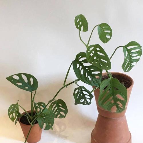 以龟背竹的花语与意义（探寻以龟背竹的花语）