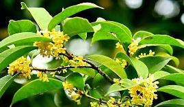 桂花的花语与含义（桂花的香气与美丽）