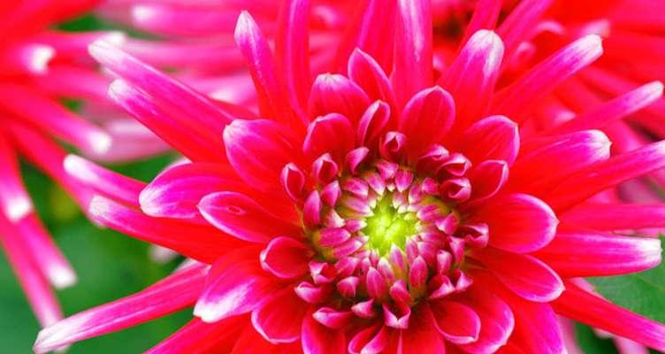 红色菊花赤炎的花语——燃烧心灵的激情（红色菊花赤炎）