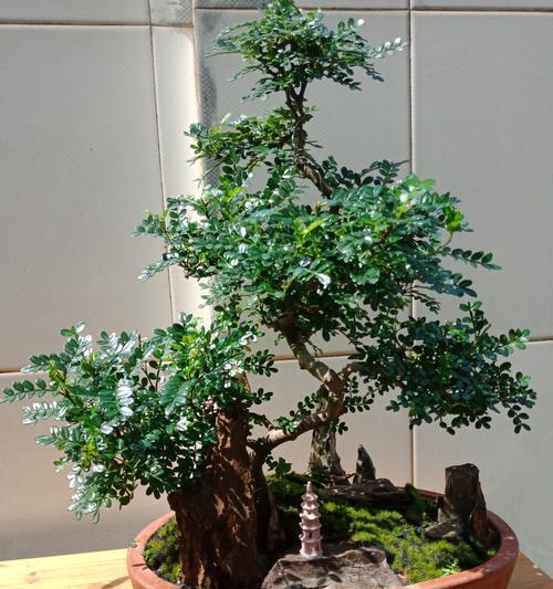清香木种植的盆栽选择（探究大小盆栽的利弊）