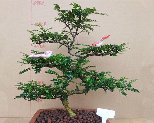 选择适合清香木生长的盆，让它更健康成长（探究清香木的养殖技巧和合适的盆种）