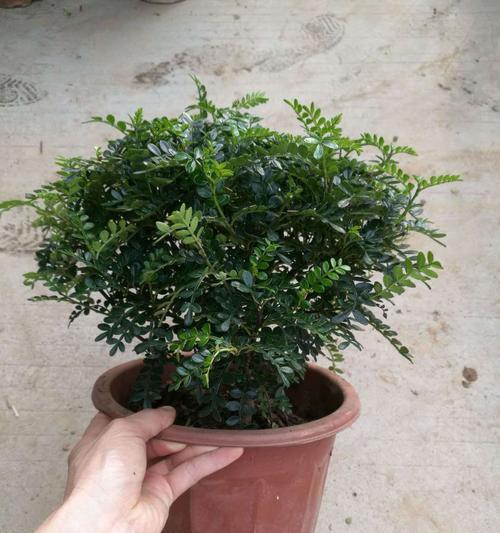 清香木的香气真的有吗（探讨清香木的真实香味及其特性）