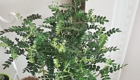 清香木繁殖方法（从种子到成树）