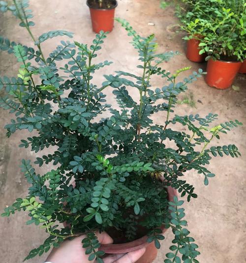 清香木种子的种植技巧（快速掌握清香木种子的播种方法）