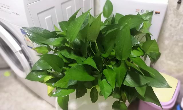 能否用清洗衣服的水来浇花（家庭垃圾分类的重要性）