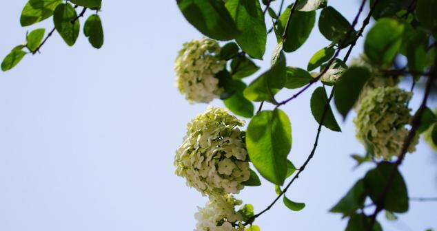 琼花之美（探寻琼花的颜色）