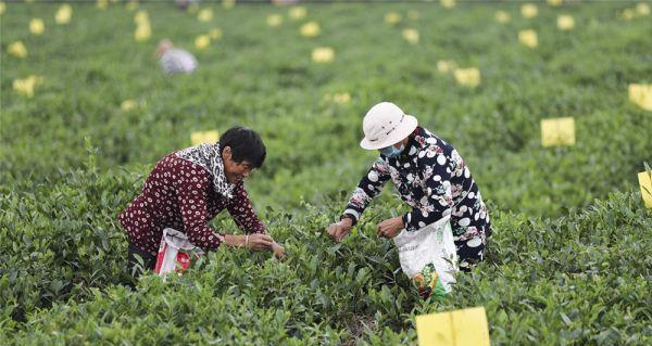 秋茶采摘的最佳时期（掌握秋茶采摘的时间和技巧）
