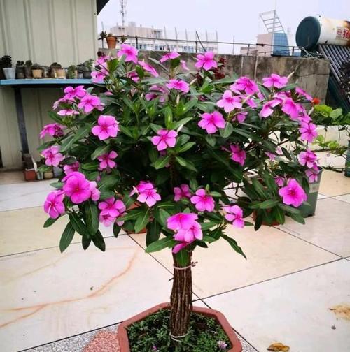 秋冬花卉植物养护指南（寻找最适合秋冬的生命绿色——为家中增添温馨的绿色元素）