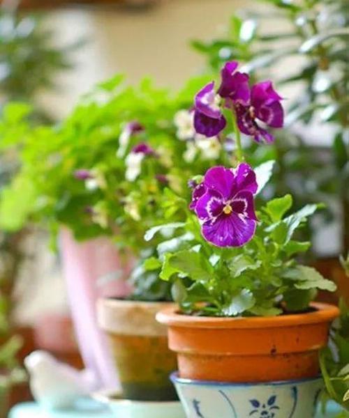 秋冬阳台的花卉植物养护指南（打造色彩缤纷）