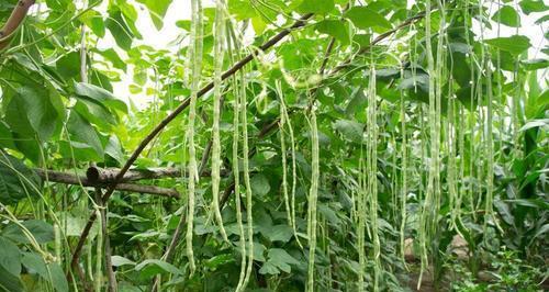 秋豆角种植全指南（最佳种植时间）