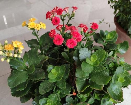 秋日花园花开满枝（秋季适合种植的花种推荐）