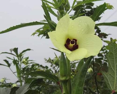 秋葵开花全攻略（探秘秋葵的花期）