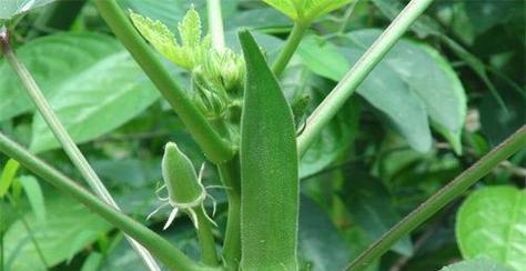 秋葵种植的最佳时间（种植秋葵须知与技巧）