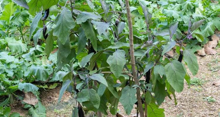 秋茄子种植时间和方法（秋季植株管理关键）
