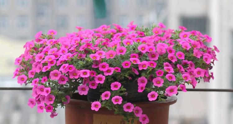 秋天适合种植的花种（打造秋日的花园乐园）