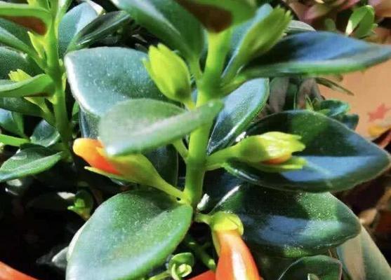 吊兰为什么不开花（解读吊兰开花之谜）
